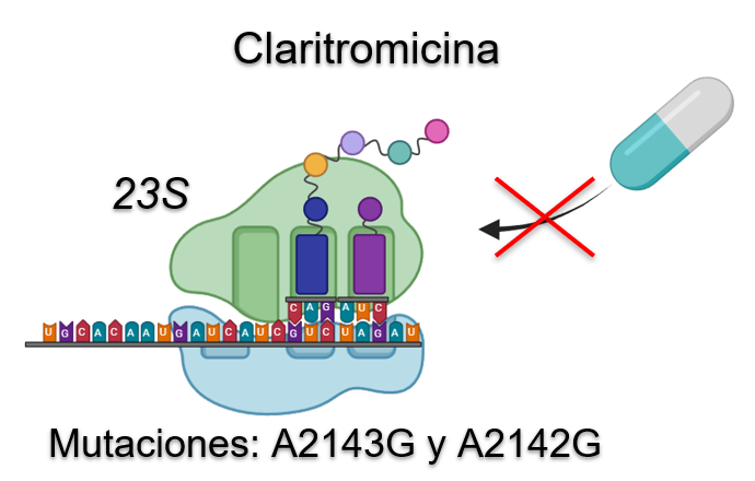 <fig>Figura 2</fig>. Mutaciones en el gen<i> 23S </i>asociadas a la resistencia a claritromicina de <i>Helicobacter pylori</i> en Colombia