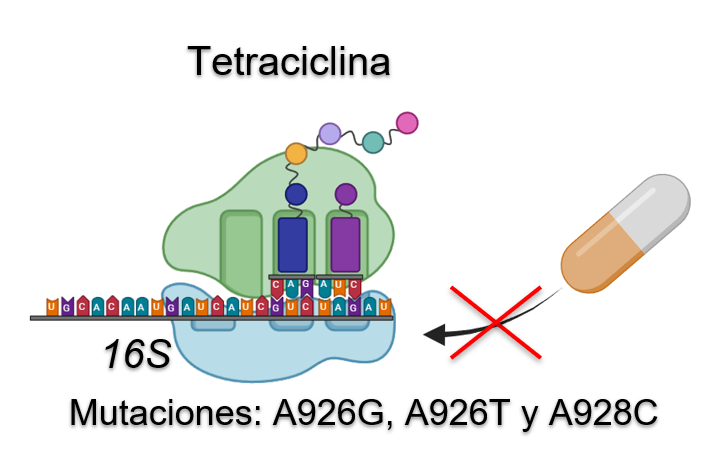 <fig>Figura 3</fig>. Mutaciones en el gen <i>16S</i> asociadas a la resistencia a tetraciclina de <i>Helicobacter pylori</i> en Colombia