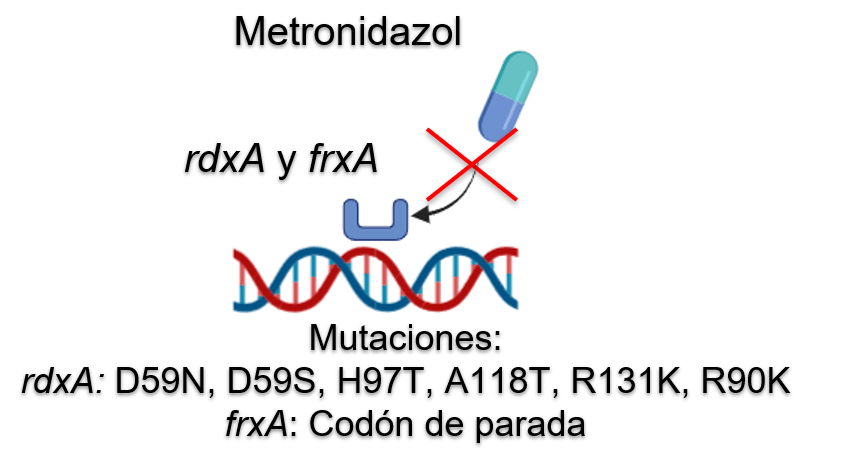 <fig>Figura 5</fig>. Mutaciones en el gen <i>rdxA </i>y <i>frxA</i> asociadas a la resistencia a metronidazol de <i>Helicobacter pylori</i> en Colombia
