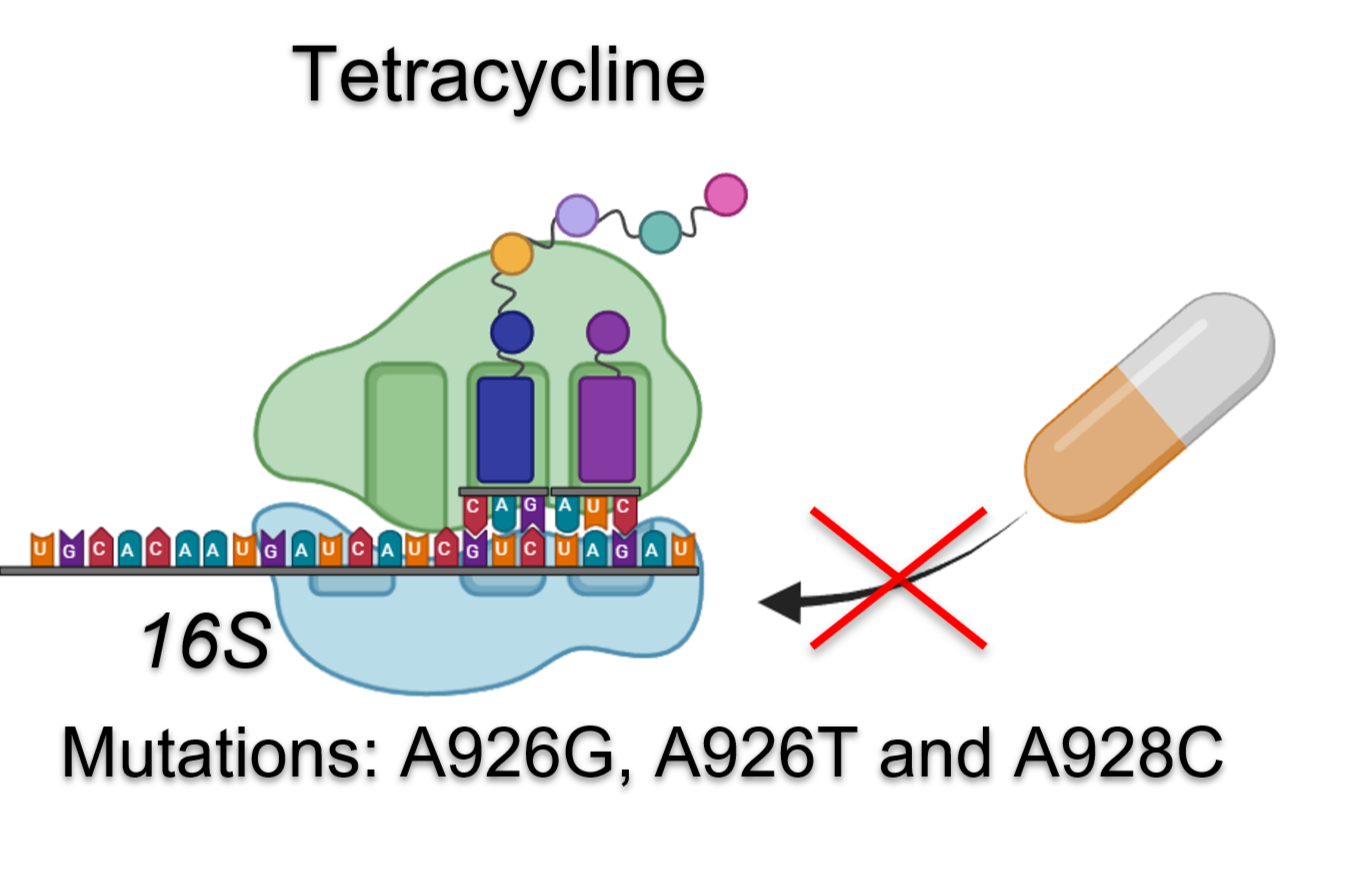 <fig>Figure 3</fig>. Mutations in the <i>16S</i> gene associated with tetracycline resistance in <i>Helicobacter pylori</i> in Colombia